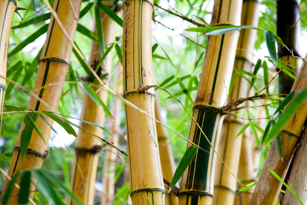 Bamboo | Waste Management Networks